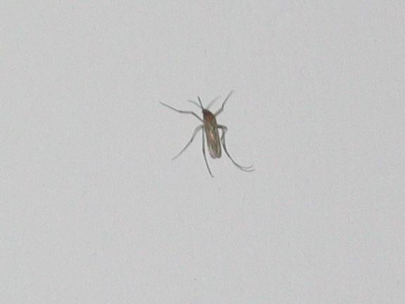Zanzara?
